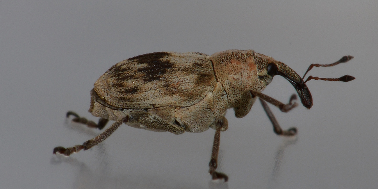 Tapeinotus sellatus - Curculionidae